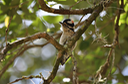 Baby Woodpecker 2