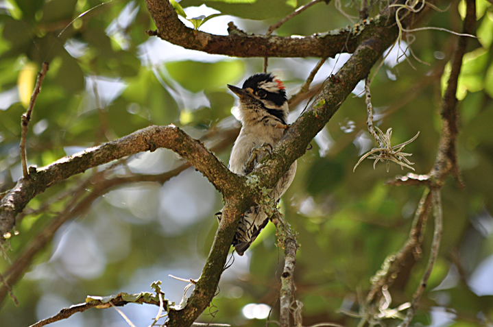 Baby Woodpecker 2