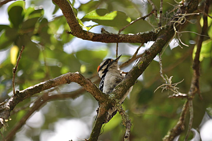 Baby Woodpecker