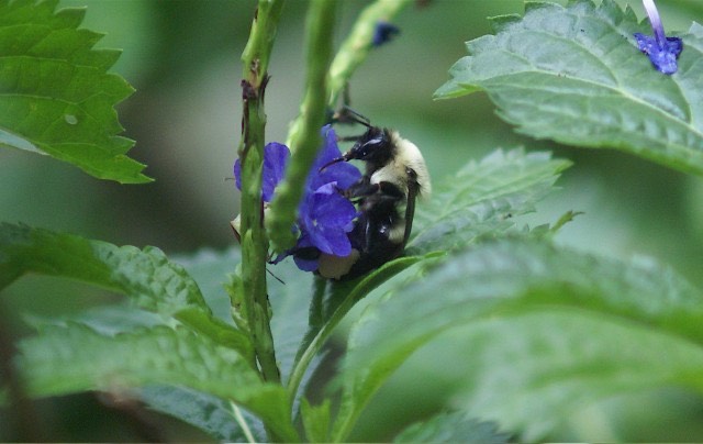 bee