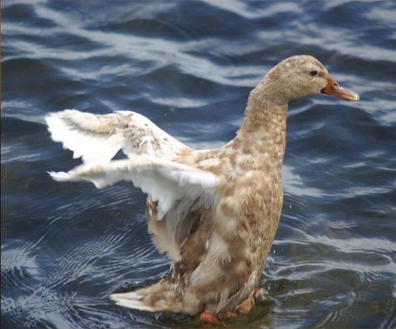 Blond Duck