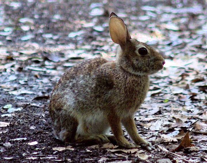 Bunny in the woods