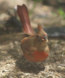 Cardinal