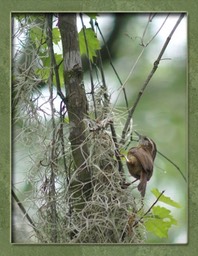 Carolina Wren April 9