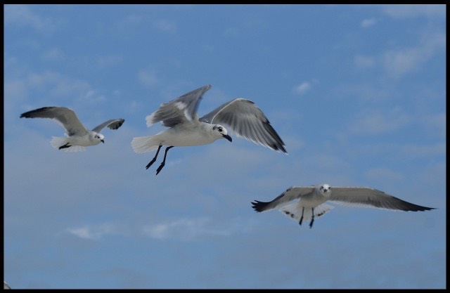 Gulls