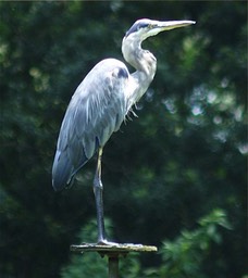 Heron