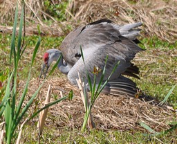 W Sand Crane Nesting