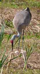 W Sand Hill Crane Eggs 2