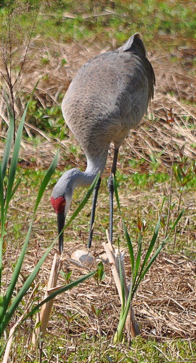 W Sand Hill Crane Eggs 2